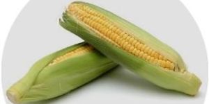 Maize
