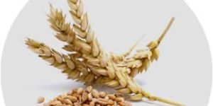 Wheat