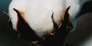 Nitrocellulose Lacquer