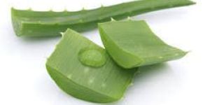 Aloe Vera Extract