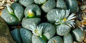 Lithops Lesliei