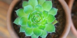 Sedeveria Green Rose