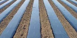 Biodegradable Mulch Film