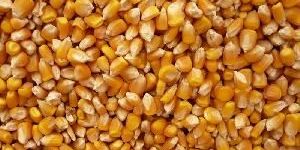 Yellow Corn Animal Feed