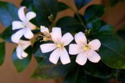 Jasmine Sambac