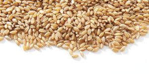 Wheat Seeds