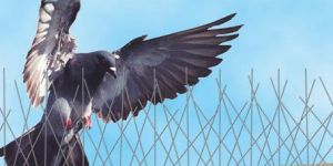 Bird Protection Netting