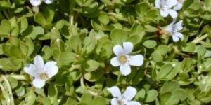 Bacopa Extract (Bacopa Monnieri) Herbal Extracts