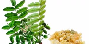 Boswellia Herbal Extracts
