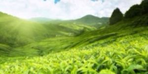 Green Tea (Camellia Sinensis)