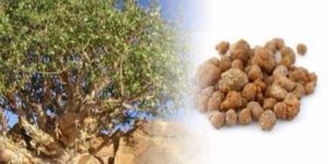 Guggul Extract (Commiphora Mukul)