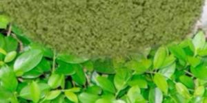 Gymnema Extract (Gymnema Sylvestre)