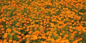 Lutein (Tagetes Erecta)