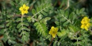 Tribulus Extract (Tribulus Terrestris) Herbal Extract