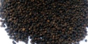 Black Pepper Seeds