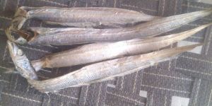 Dried Ribbon Fish