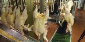 Poultry Processing Plants