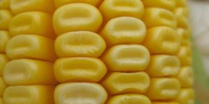 Dent Corn