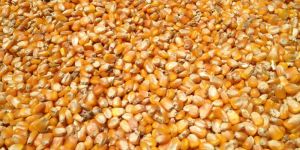 Maize Cattle Feed