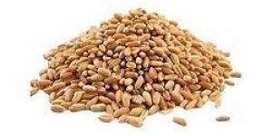 Sharbati Wheat Seeds