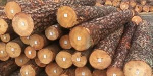 Canadian Pine SPF Wooden