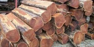 Sudan Teak Logs / Sizes wooden