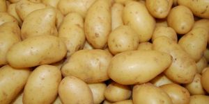 Fresh Potato