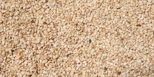 Sesame Seeds