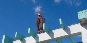 Bird Repellents