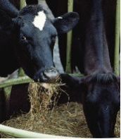 Bufcid Rumen Conditioner