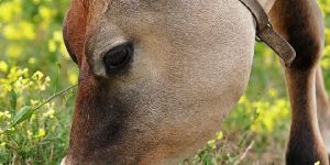 Nutrition Supplement