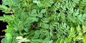 Moringa Leaves