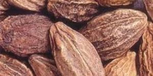 Terminalia Chebula Seeds