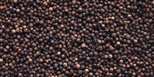 Black Pepper