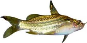 Tengra Fish