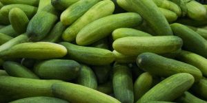 Fresh Cucumber