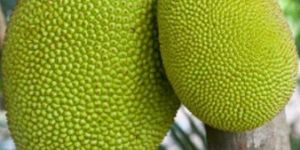 Fresh Jackfruit