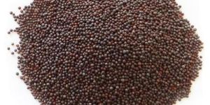 Mustard Seeds