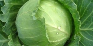 Fresh Cabbage