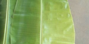 Banana Leaves