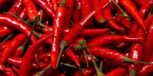 Fresh Red Chili