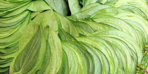 Betel Leaves
