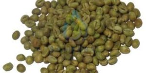 Coffea Robusta Coffee Extract