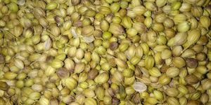 Coriander Seeds