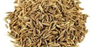 Cumin Seed
