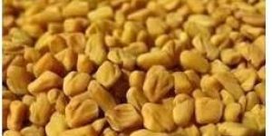 Fenugreek Seed
