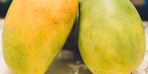 Banganapalli Mangoes