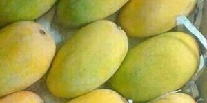 Fresh Mango