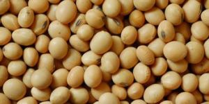 Soybean Seeds