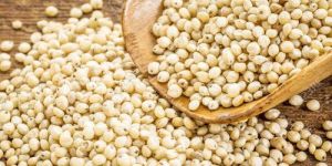 Sorghum Seeds
